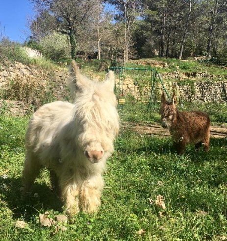Domaine AbracadaRoom : Les Cab'ânes du Varon - Image 5