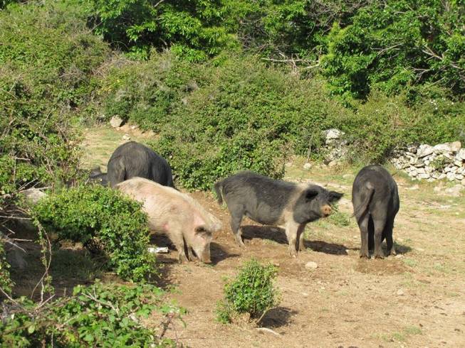 Domaine AbracadaRoom : Les Chalets de Lozzi - Image 6