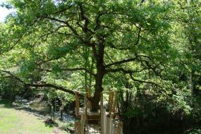 Cabane dans les arbres Var