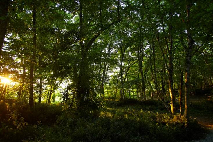 Hébergement AbracadaRoom : Cabane de la Mésange - Image 14