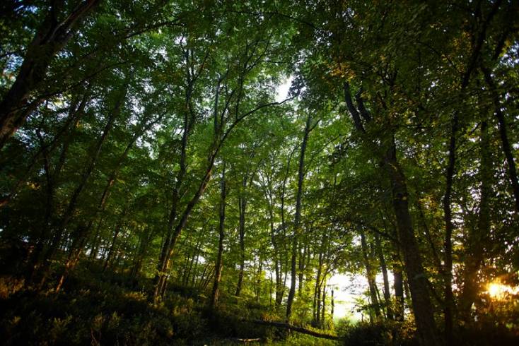 Hébergement AbracadaRoom : Cabane des Hirondelles - Image 16